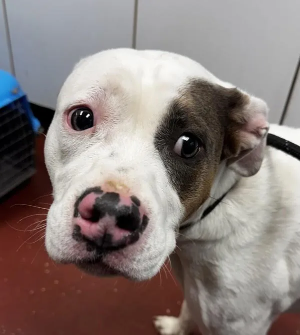 A young medium-sized female Pit Bull Terrier dog named Snoopie for adoption in Salisbury, MD