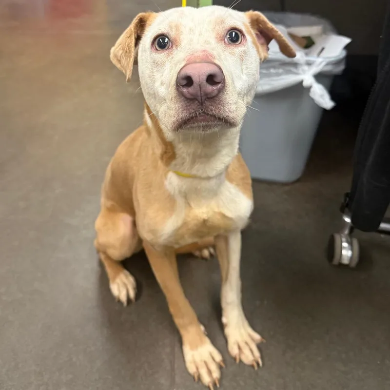 An adult medium-sized female Yellow / Tan / Blond / Fawn Pit Bull Terrier dog named Timber for adoption in Norman, OK
