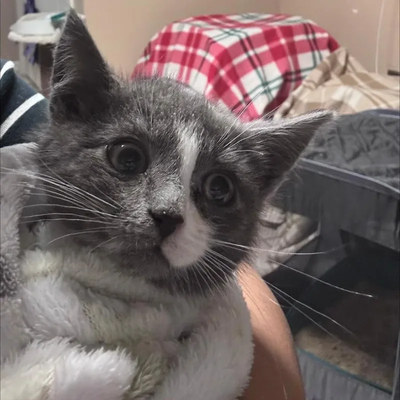 A baby small-sized male Gray / Blue / Silver Domestic Short Hair cat named Ash for adoption in Brooklyn, NY