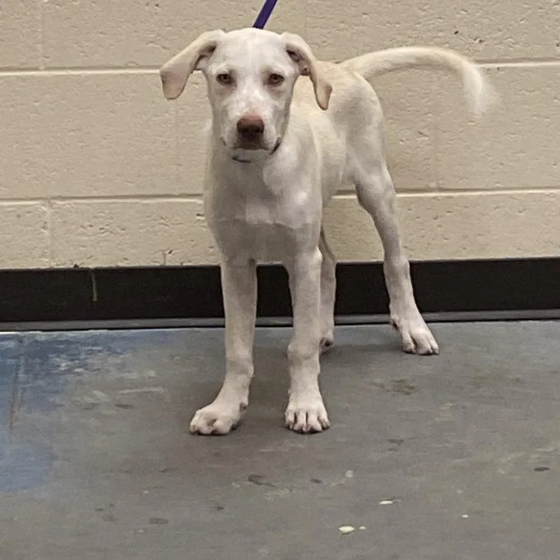 A baby medium-sized male White / Cream Mixed Breed dog named Granola for adoption in Memphis, TN