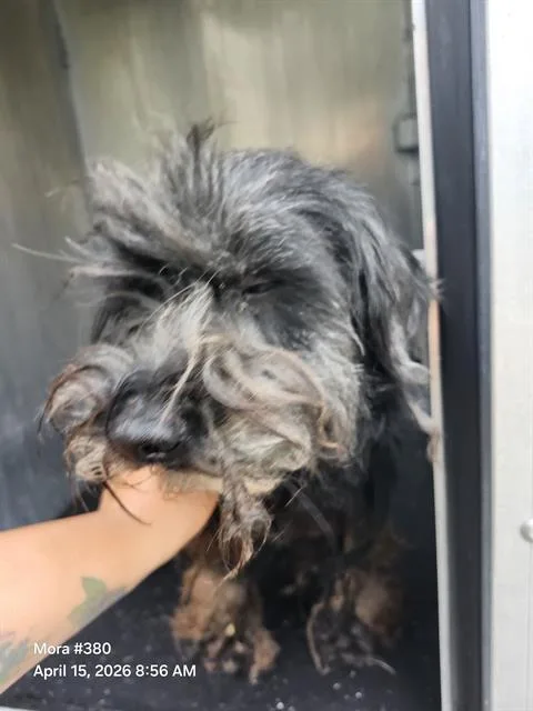 A senior small-sized female Terrier dog named Catalina for adoption in San Antonio, TX