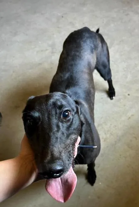 An adult large-sized female Greyhound dog named Jacobite Power for adoption in Tarpon Springs, FL