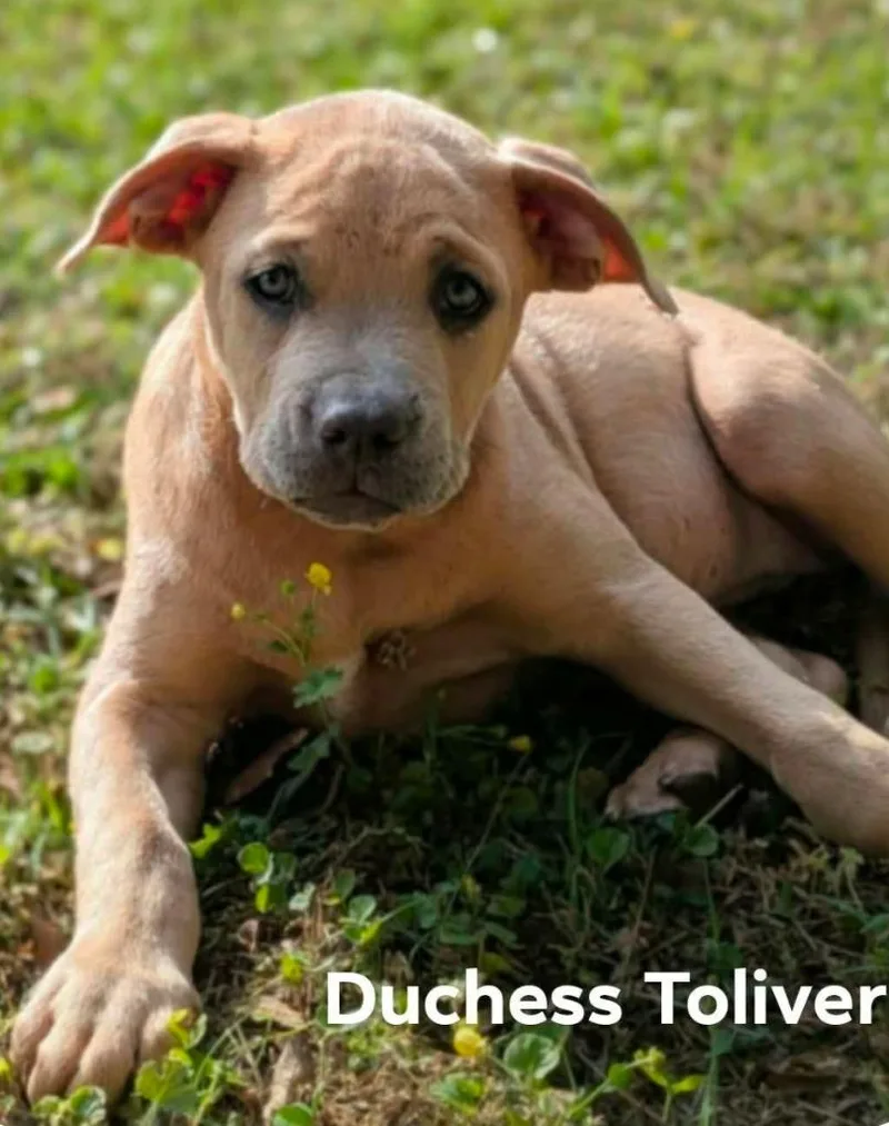 Duchess