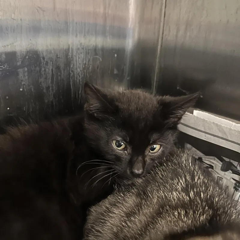 A baby small-sized male White Domestic Short Hair cat named Gomez for adoption in Philadelphia, PA