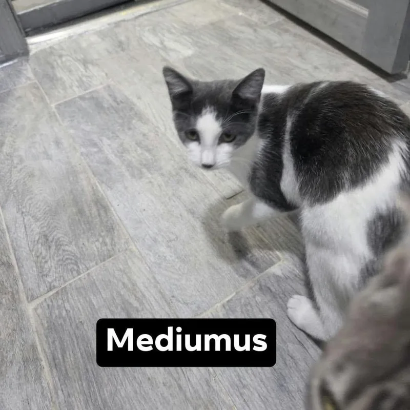 A baby medium-sized female Gray / Blue / Silver Domestic Short Hair cat named Mediumus for adoption in Middle Village, NY