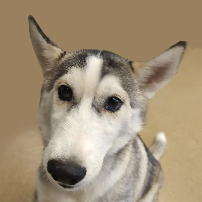 A baby medium-sized male Husky dog named Otter for adoption in Brenham, TX