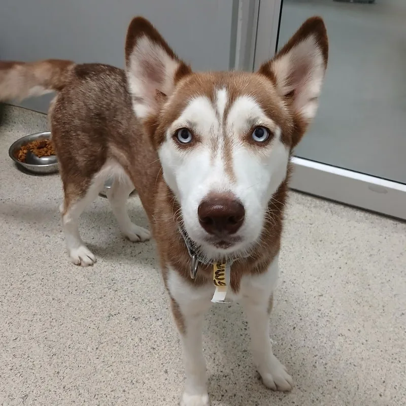 An adult large-sized female White / Cream Mixed Breed dog named Yuki for adoption in Jacksonville, FL