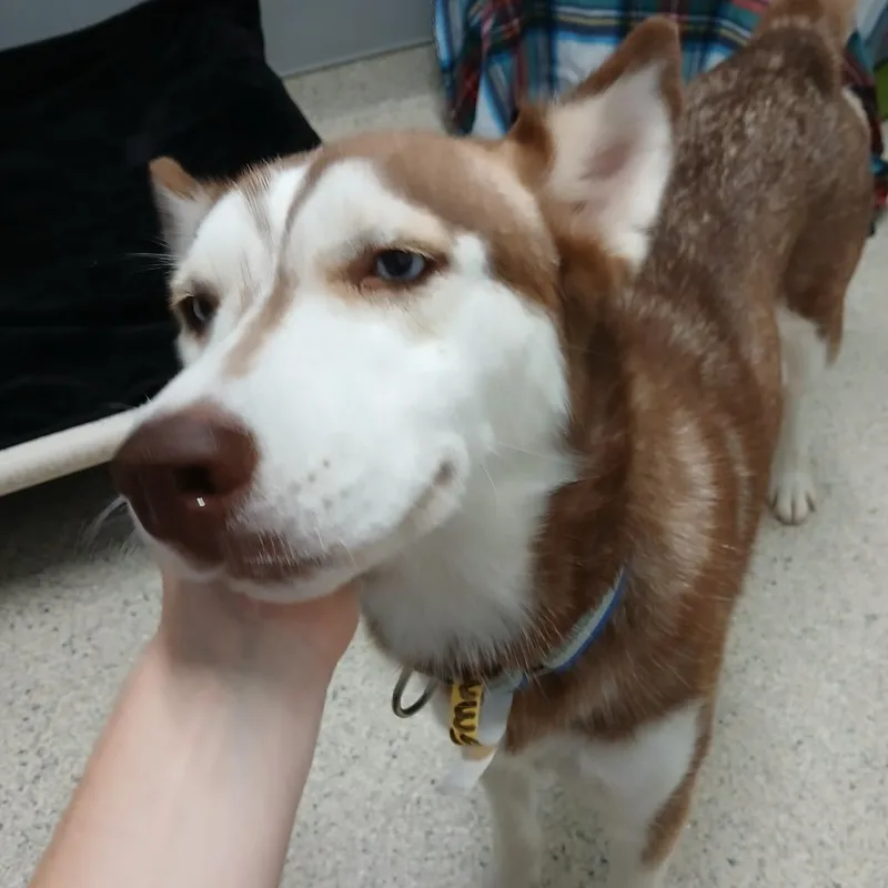 Yuki thumbnail 2