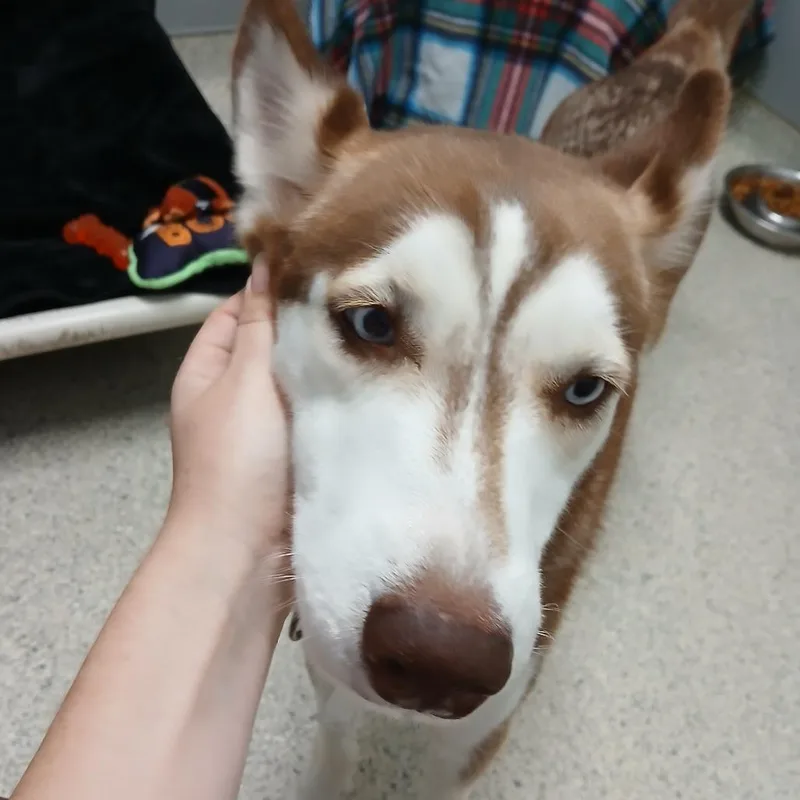 Yuki thumbnail 3