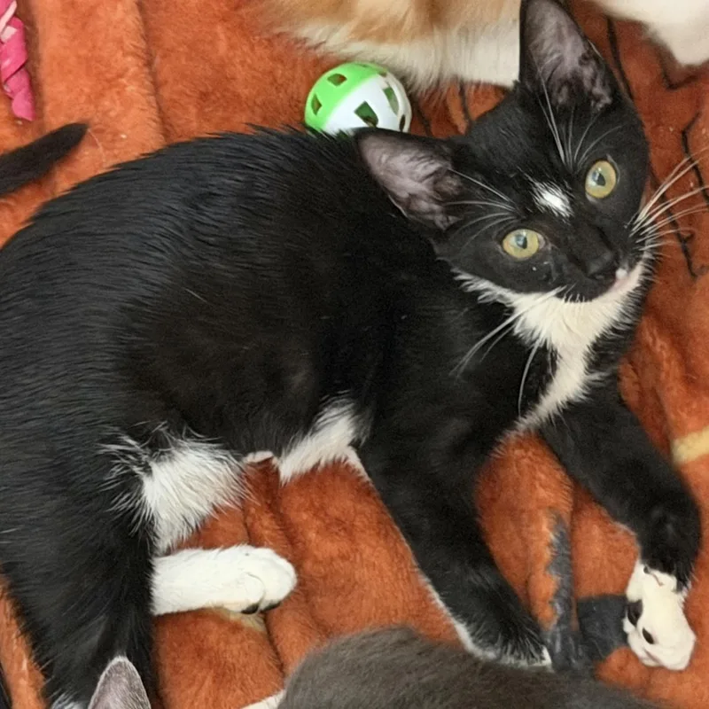 A baby medium-sized female Black & White / Tuxedo Domestic Short Hair cat named Bubbles for adoption in jacksonville, FL