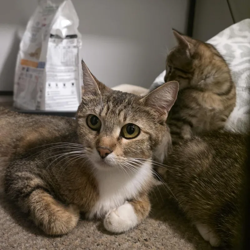 An adult small-sized female Brown / Chocolate Domestic Short Hair cat named Blossom for adoption in Los Angeles, CA