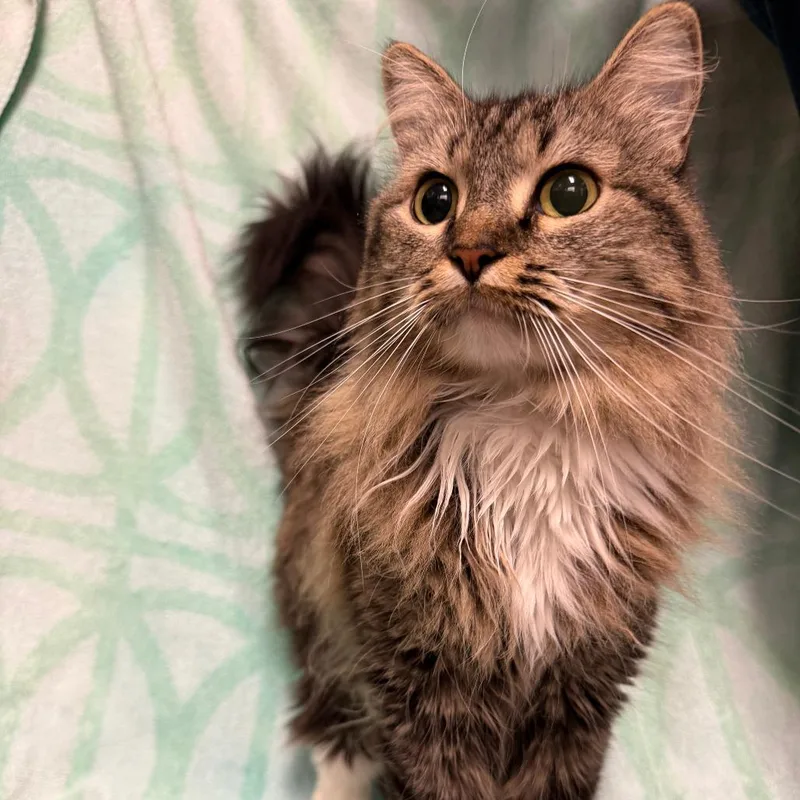 A young medium-sized female Brown / Chocolate Domestic Medium Hair cat named Botitas for adoption in Long Beach, CA