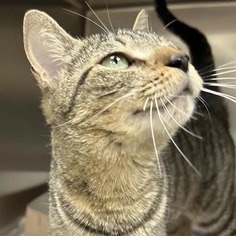 An adult medium-sized female Tabby (Brown / Chocolate) Domestic Short Hair cat named Misty for adoption in St. Augustine, FL