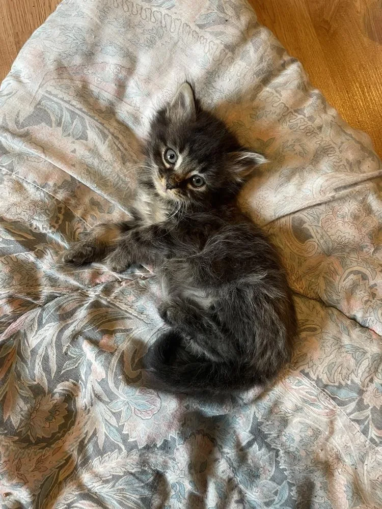 A baby medium-sized male Black Domestic Short Hair cat named Milord Of Chaos for adoption in Evansville, IN