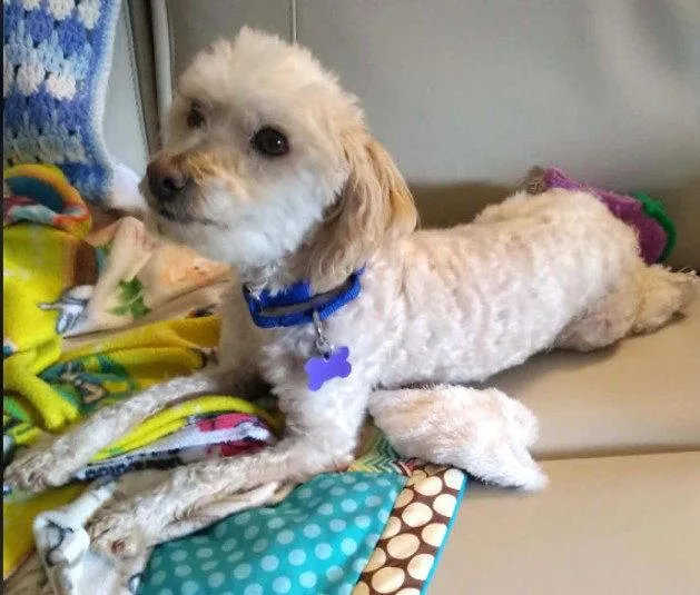 A senior small-sized male Poodle dog named Saturn "mellow Shy Fellow" for adoption in St. Louis, MO