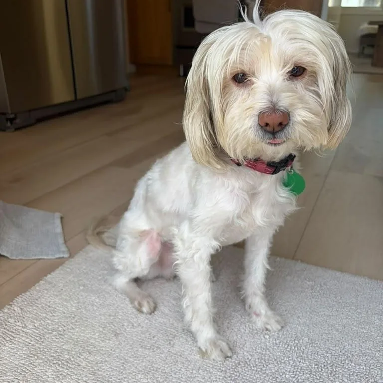 An adult small-sized male White / Cream Maltese dog named Max for adoption in La Mesa, CA