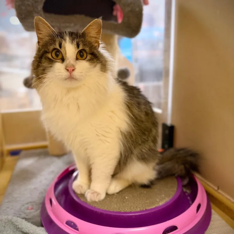 A young small-sized female Gray / Blue / Silver Domestic Long Hair cat named Oaka for adoption in Rochester, MN