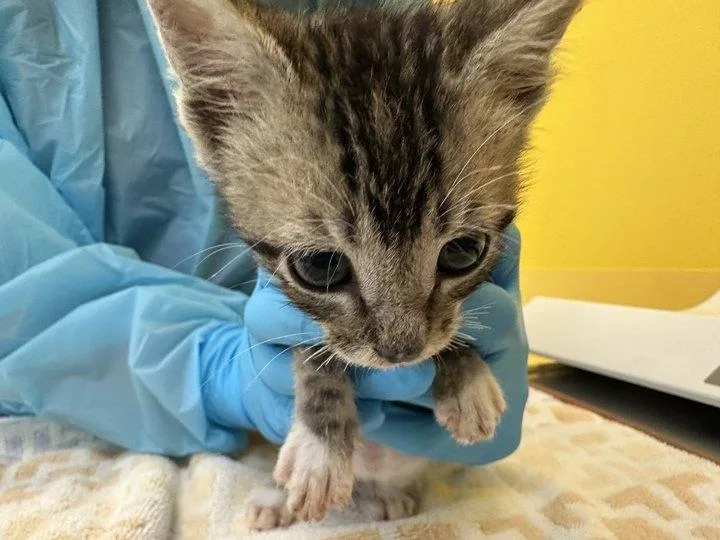 A baby small-sized male Tabby (Brown / Chocolate) Domestic Short Hair cat named Thal for adoption in Raleigh, NC