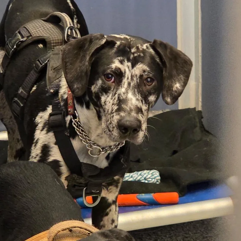 A young medium-sized male Black Catahoula Leopard Dog named Marble for adoption in Great Falls, MT