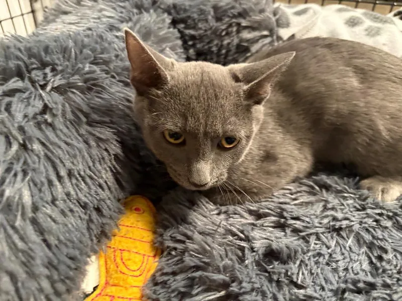 A baby medium-sized female Domestic Short Hair cat named Shelley for adoption in Raleigh, NC