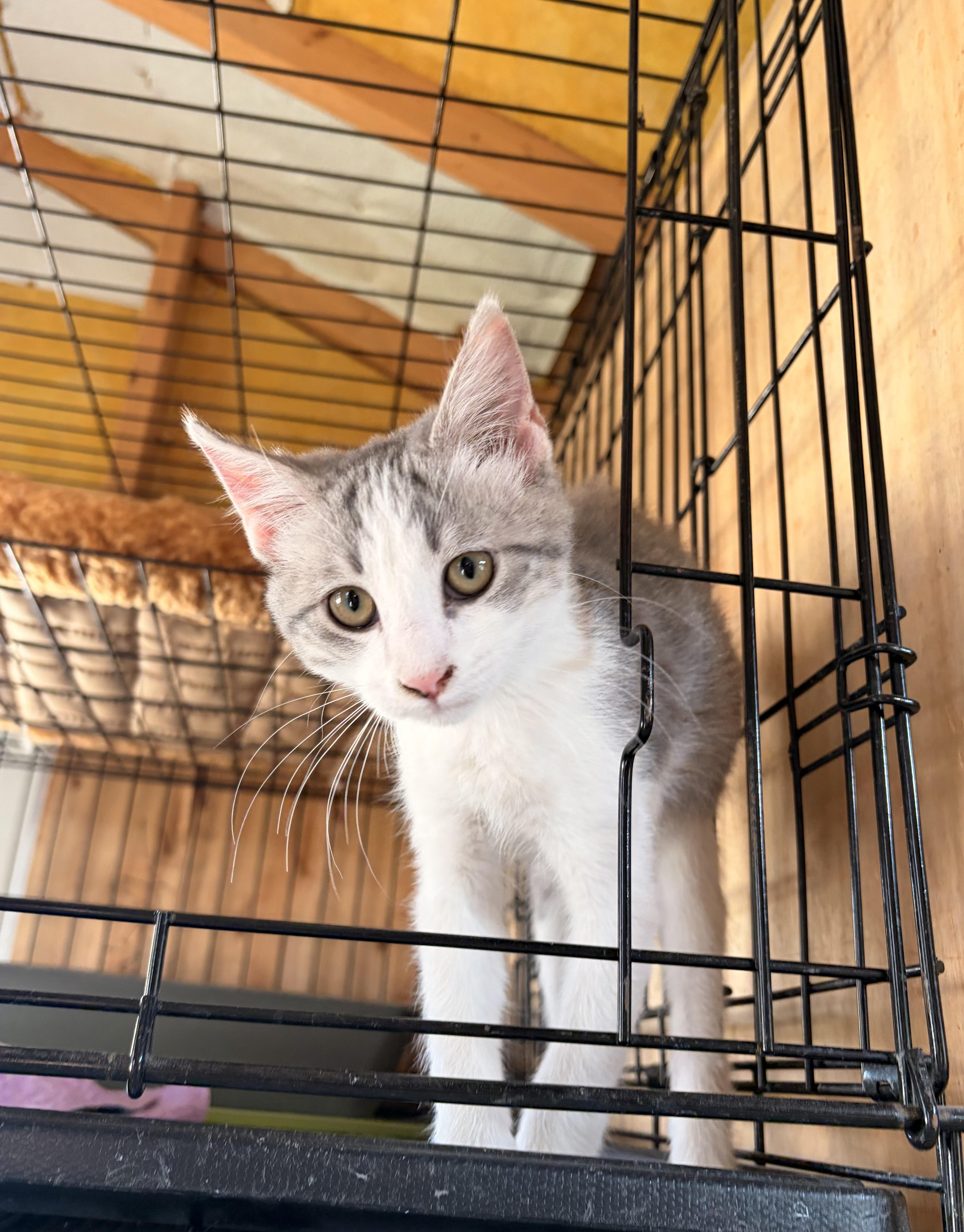 A baby medium-sized male Gray & White Domestic Short Hair cat named Hardy for adoption in Melbourne, AR