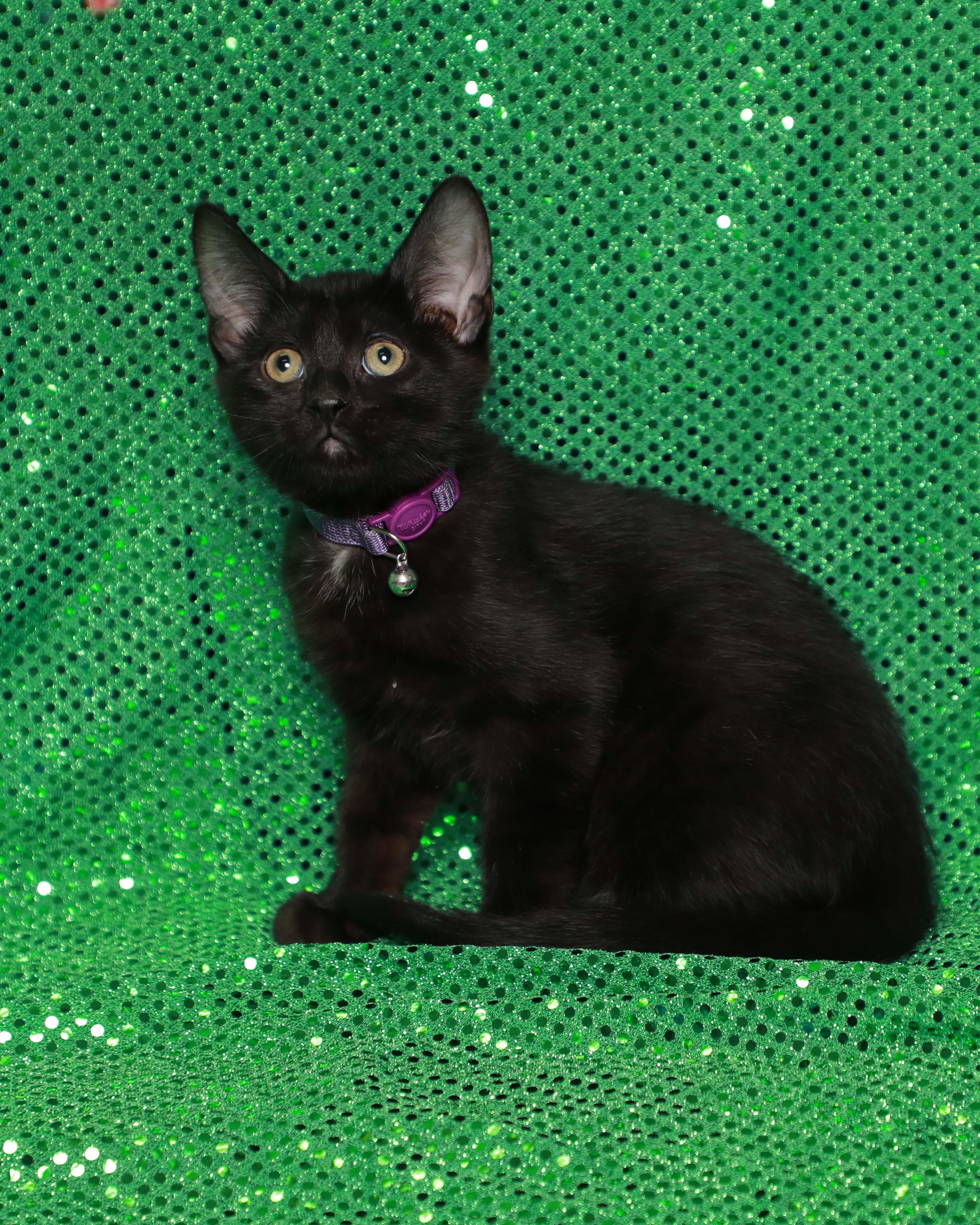 A baby medium-sized male Black Domestic Short Hair cat named Spot for adoption in Rock Falls, IL