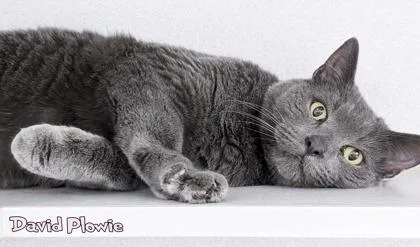 An adult large-sized male Domestic Short Hair cat named David Plowie for adoption in Mason, MI