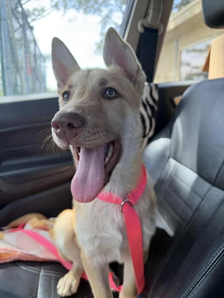 Ginger Spice thumbnail 3