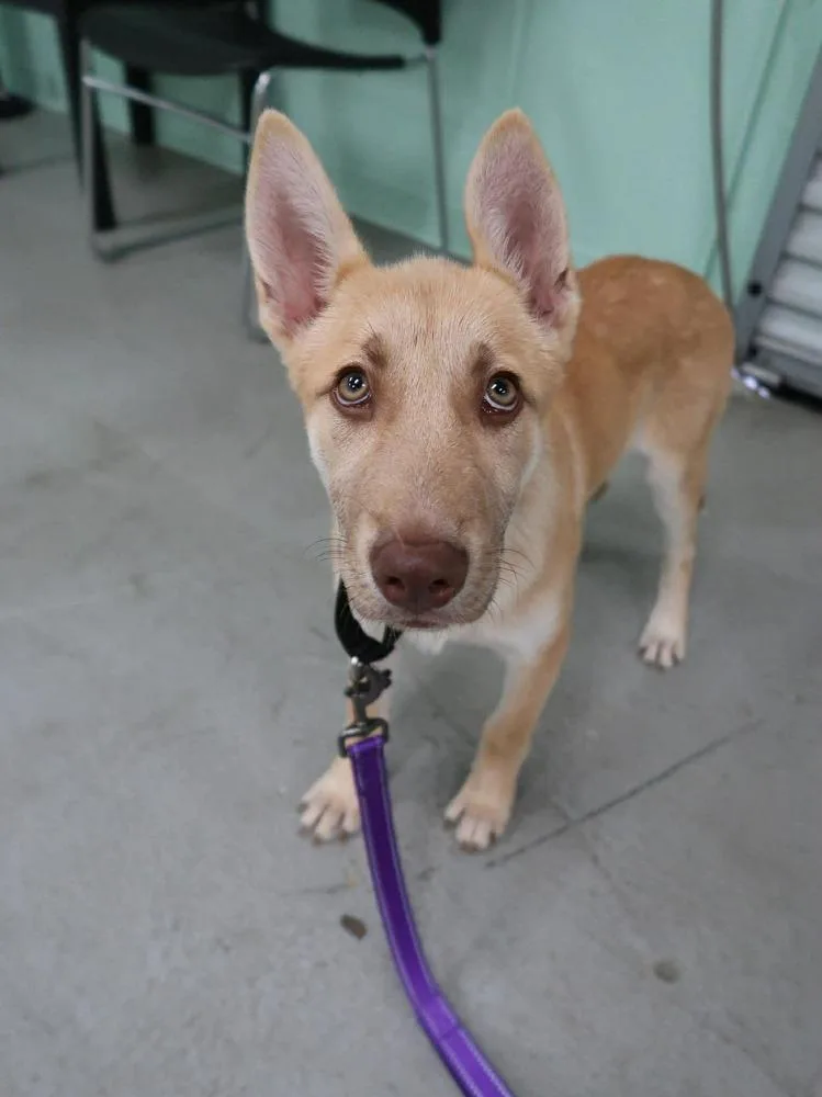 Ginger Spice thumbnail 4