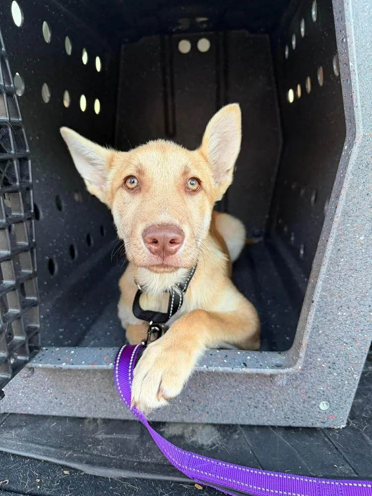 Ginger Spice thumbnail 5