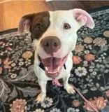 An adult medium-sized female Brown / Chocolate Mixed Breed dog named Chica for adoption in Reisterstown, MD