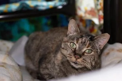 Emperatriz thumbnail 2