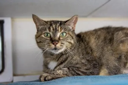 Emperatriz thumbnail 3