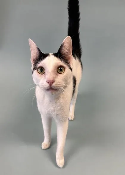 Snowflake thumbnail 3