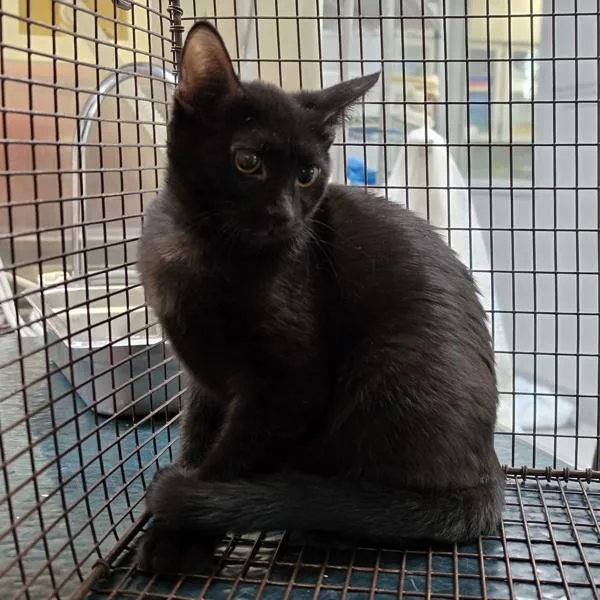A baby medium-sized female Domestic Short Hair cat named Bonnie for adoption in Des Moines, IA