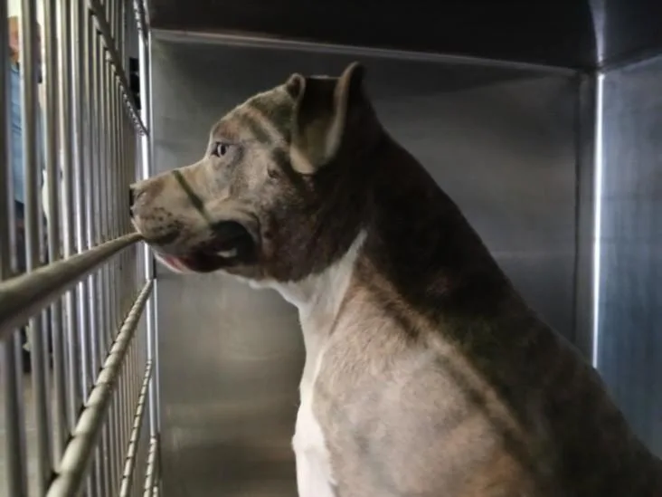 An adult large-sized male Pit Bull Terrier dog named Kong for adoption in Los Angeles, CA