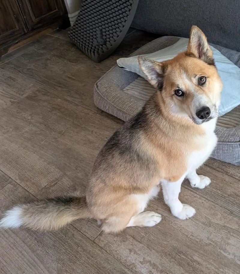An adult large-sized male Golden Husky dog named Nelson for adoption in San Pedro, CA