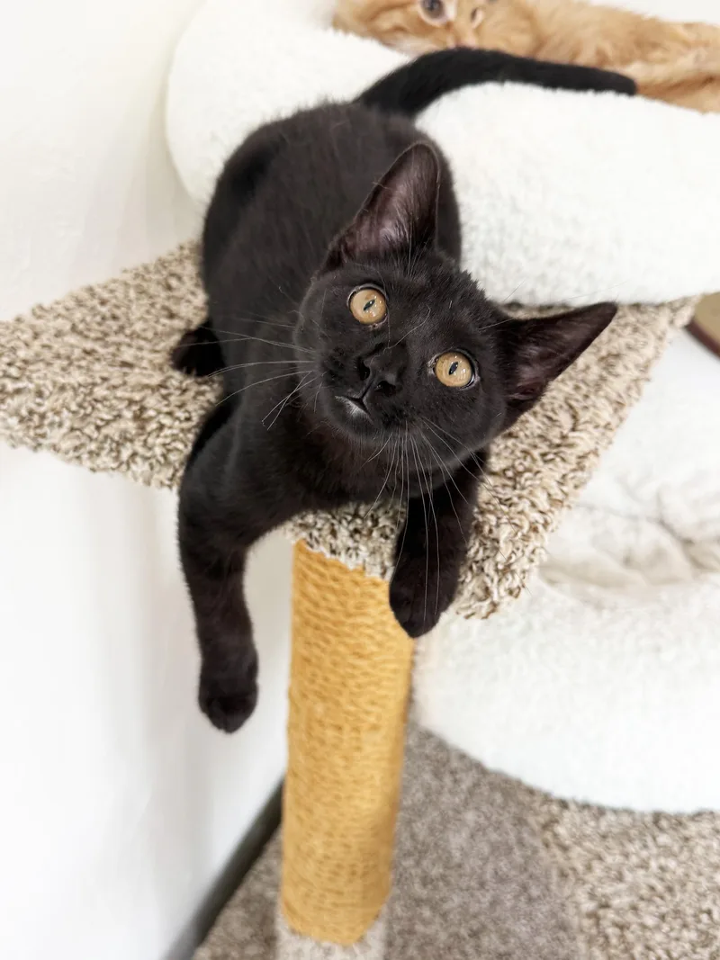 A baby medium-sized female Black Domestic Short Hair cat named Dottie crazy affectionate for adoption in Neenah, WI