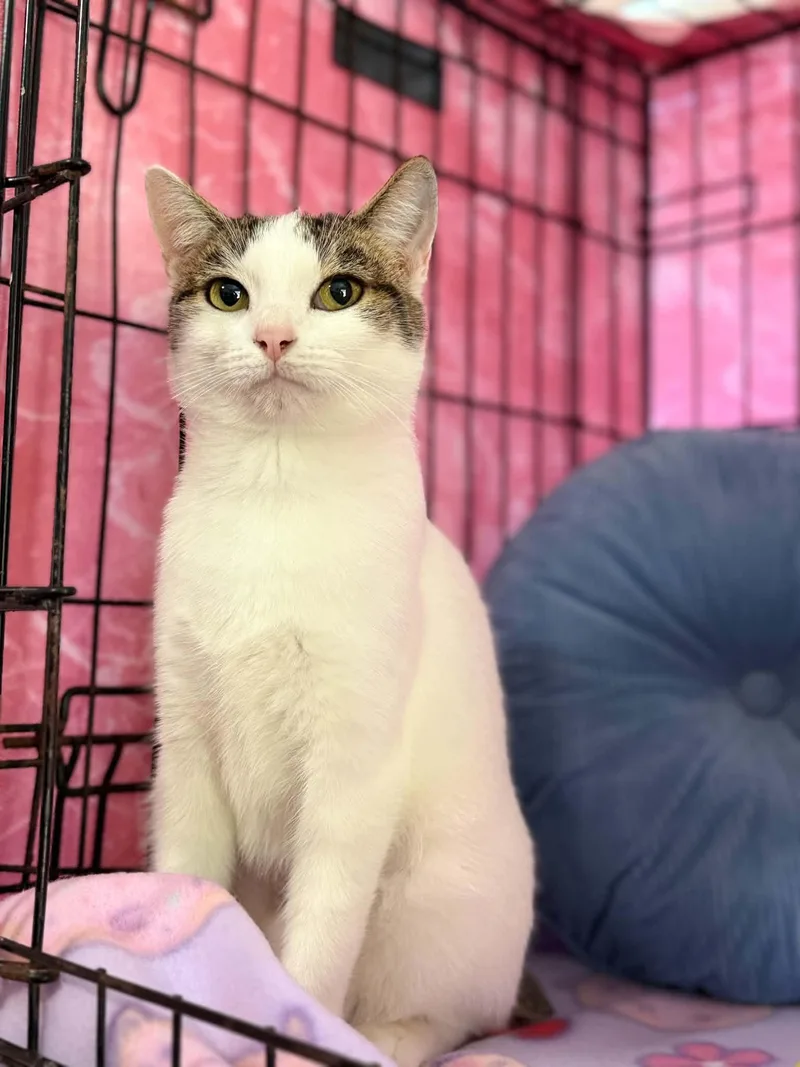 An adult small-sized female Domestic Short Hair cat named Josette for adoption in Barbourville, KY
