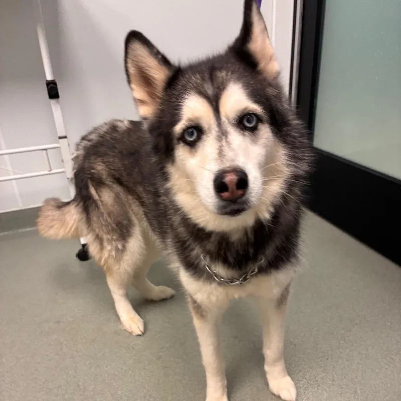 A senior medium-sized female Black Husky dog named Purdy for adoption in Abilene, TX