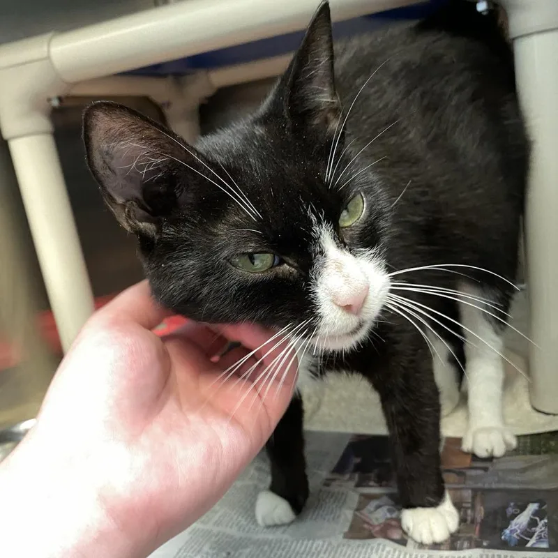A young medium-sized female Black Domestic Short Hair cat named Darling FKA Dana for adoption in Philadelphia, PA