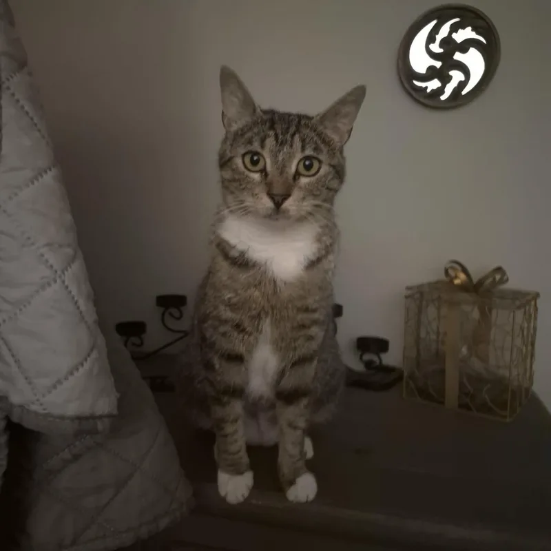 A young medium-sized female Tabby (Brown / Chocolate) Domestic Short Hair cat named Vickie for adoption in Bellmawr, NJ