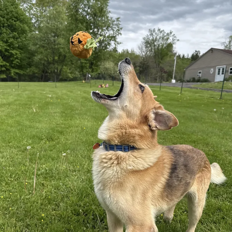 An adult large-sized male German Shepherd Dog dog named Cowboy for adoption in Accord, NY