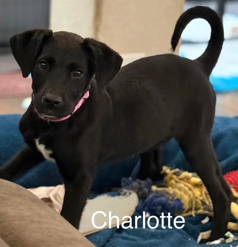 Charlotte  Cs thumbnail 2