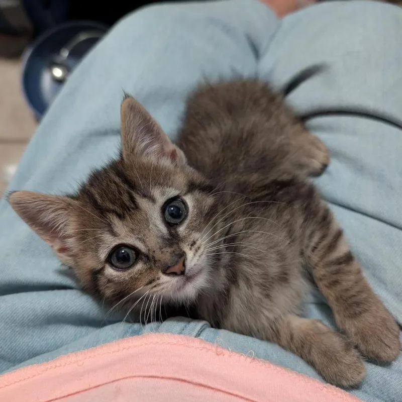 A baby small-sized female Brown / Chocolate Domestic Short Hair cat named Nitara for adoption in North Myrtle Beach, SC