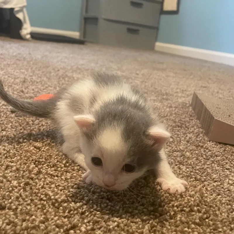 A baby small-sized female White Domestic Short Hair cat named Oyster for adoption in Fairfax Station, VA