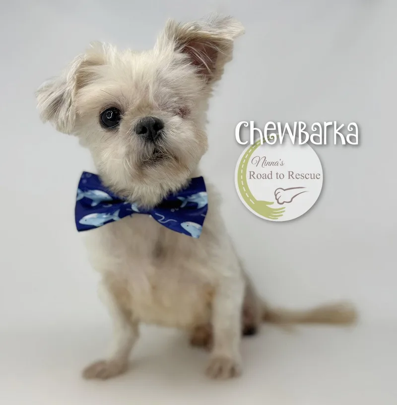 Chewbarka thumbnail 2