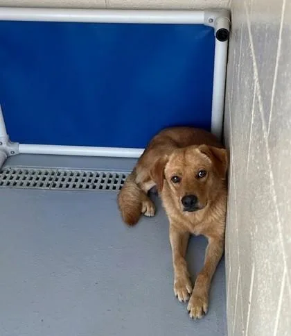 An adult medium-sized male Brown / Chocolate Labrador Retriever dog named Kimmel for adoption in Harlingen, TX