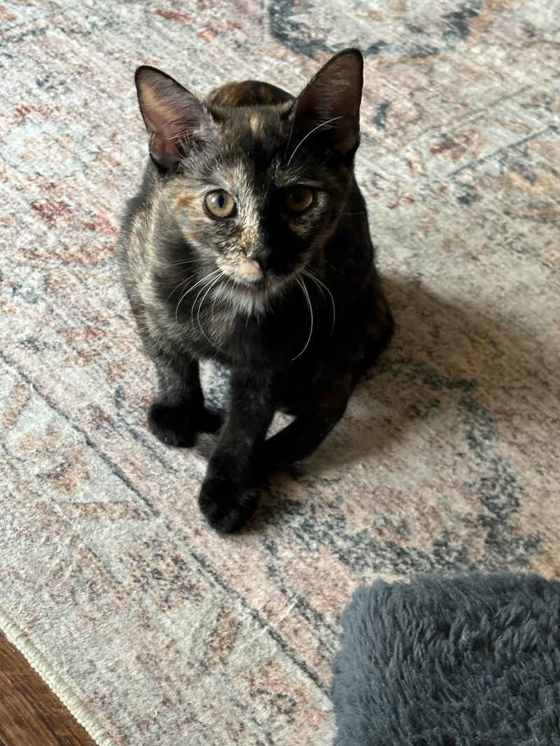 Chanelle thumbnail 2