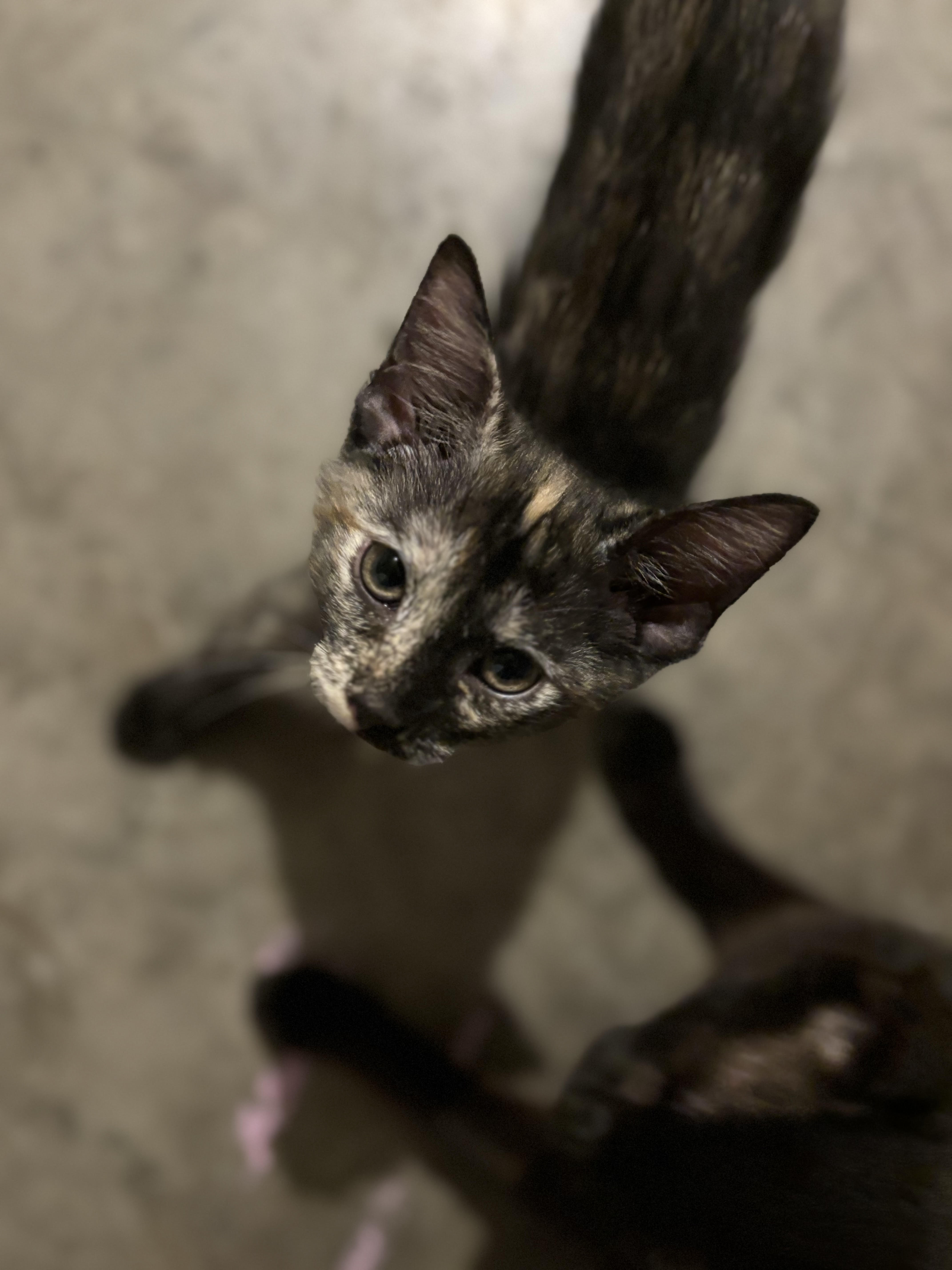 Chanelle thumbnail 3